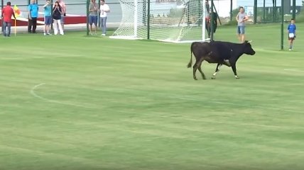 Бык и собака едва не сорвали футбольный матч в Болгарии (Видео)