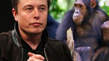 Компания Илона Маска чипировала обезьяну: теперь она может играть в видеоигры