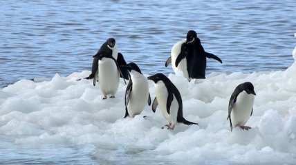 Температура в Антарктиде упала до рекордного уровня 