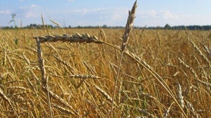 Украина поставила новый рекорд аграрного экспорта