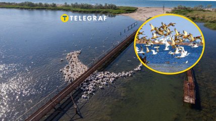 На Одещині побачили рідкісного птаха