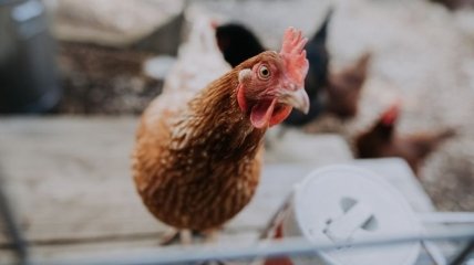 Гостаможня: Украина почти на треть сократила импорт курятины