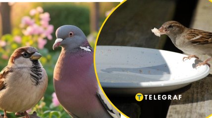 Почему воробьев стало меньше в Украине