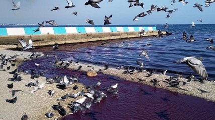 Море окрасилось в фиолетовый цвет: в Крыму произошло очередное ЧП