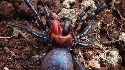 Ученый обнаружил необычного паука, похожего на вампира  