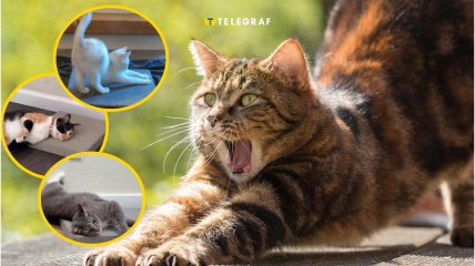 В сети набирает популярность новый тренд