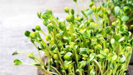 Микрогрин - полезная зелень, которую можно вырастить дома