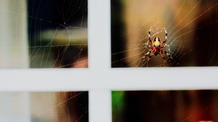 Павуки здавна вважаються символом удачі та благополуччя
