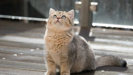 Кошки неплохо поддаются дрессировке, однако придется приложить усилия