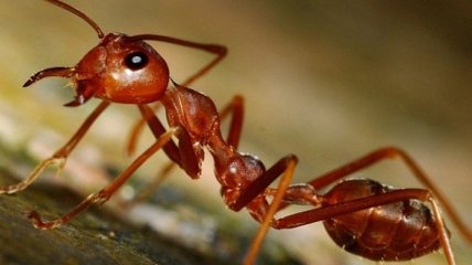 В Великобритании обнаружили необычных муравьев 