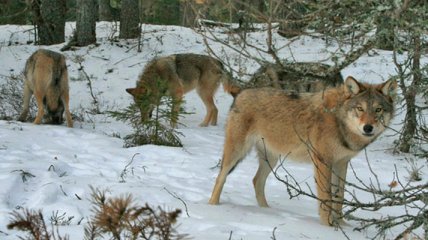 Собаки замолкают, люди в панике: почему волки массово атакуют домашний скот в разных уголках Украины