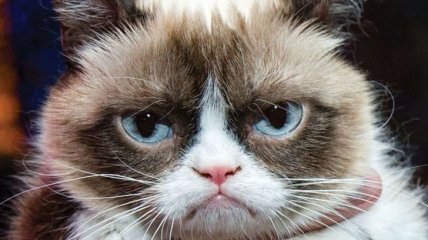 Известный мем "Сердитый кот" отсудил деньги у кофейной компании 