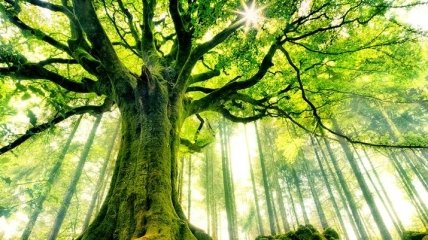 Биологи представили новое "древо жизни"