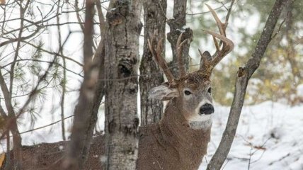 Природа не перестает удивлять: уникальный олень-"мутант" попал в объектив фотоохотника