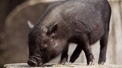 В Краснодарском крае новая вспышка африканской чумы свиней  