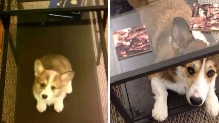 Очаровательные щенки, выросшие во взрослых собак в стиле "до и после"