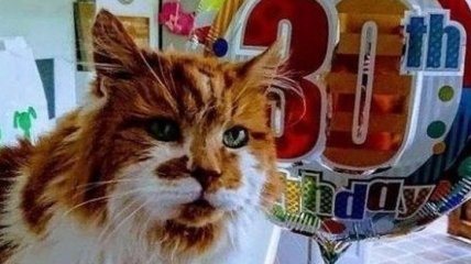 Он прожил 150 лет: В Англии скончался самый старый кот в мире