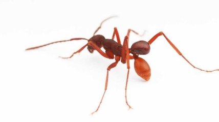 Ученые открыли новый вид жуков, которые используют муравьев в качестве транспорта