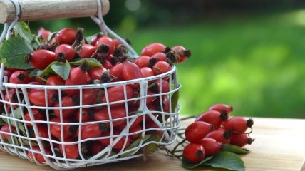 6 июня нельзя ломать ветки шиповника