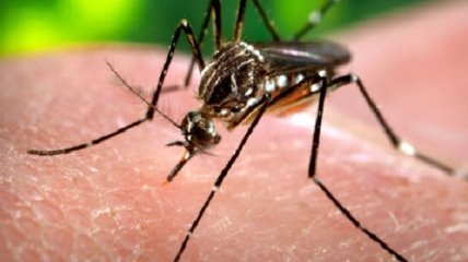 Украинка умерла от малярии после возвращения с Занзибара: симптомы спутали с признаками коронавируса
