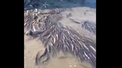 Возле Магадана огромное количество рыбы выбросилось на мелководье: местных жителей предупредили об опасности (видео)