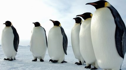 Ученые: Толстые пингвины крепче стоят на ногах