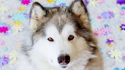 Порода собак аляскинский маламут с удивительными глазами (Фото) 