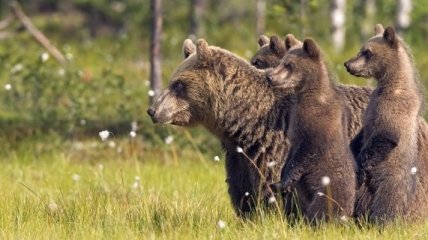 Медведи помогают дикой вишне "сбежать" в горы от изменения климата