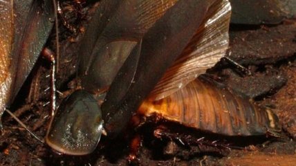 Тараканы соблазняют самок демонстрацией "мускулов" 