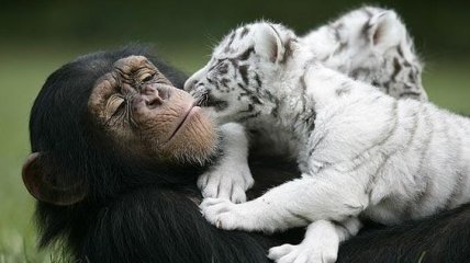 Шимпанзе - приемная мать тигрят (Фото)