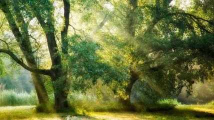 Сказочные лесные пейзажи знаменитого фотографа (Фото) 