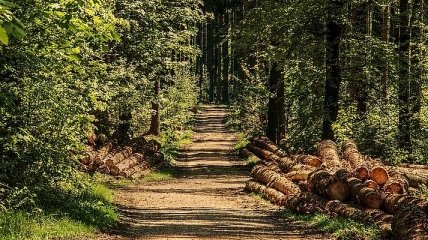 "Лес в смартфоне": Кабмин будет контролировать вырубку деревьев