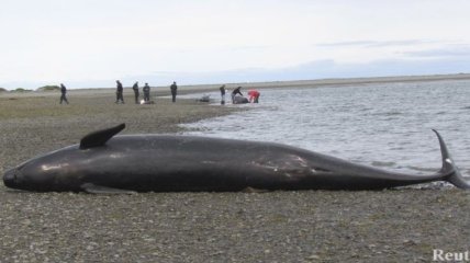 Около 50 китов оказались выброшенными на берег в Чили (Видео)