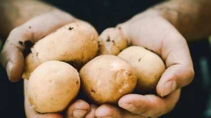Ціни на молоду картоплю суттєво знижуються