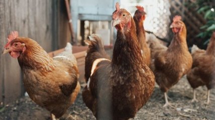 Гостаможня: Украина с начала года увеличила импорт курятины в полтора раза