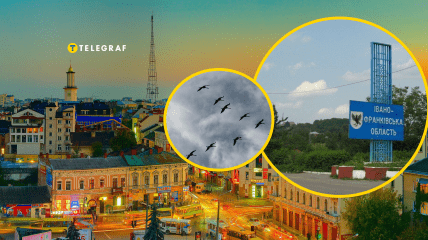 Птицы летят