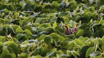 Прикольные картинки обязательно вас повеселят