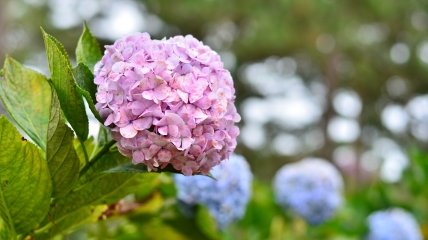 Гортензия – один из цветков, которому нужен особый уход весной