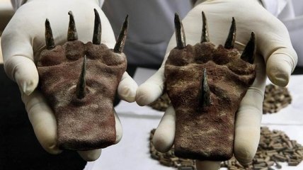 1500-летние когти, которые найдены в Перу, заинтриговали археологов