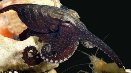 Ученые обнаружили осьминогов-романтиков 