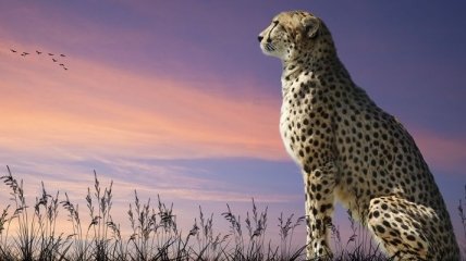 Ученые измерили скорость гепарда в дикой природе