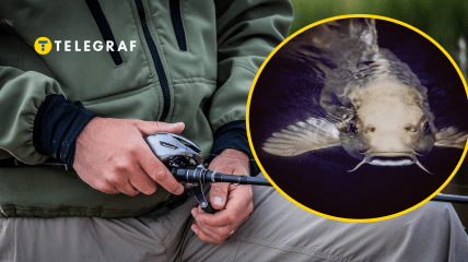 Коллаж "Телеграфа"