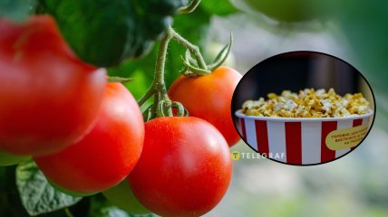 Есть помидоры, напоминающие жареную кукурузу с маслом