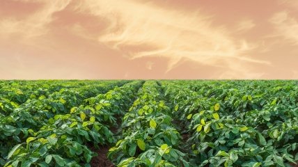 Час висадки картоплі впливає на кількість врожаю  (зображення створено за допомогою ШІ)