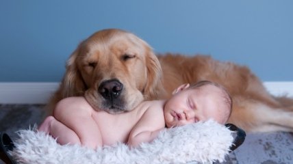 Забавное видео: собака помогает ухаживать за малышом