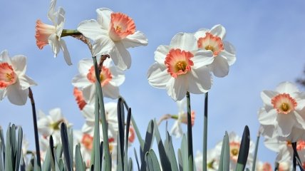 У березні в Україні цвітуть нарциси