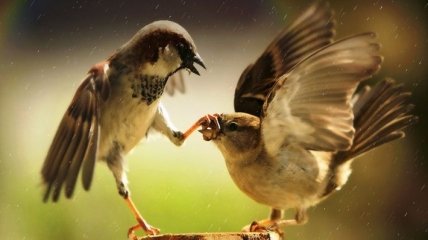 Птицы, как и люди, спорят о родительских обязанностях