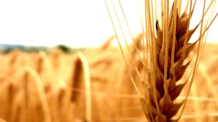 Аграрии заинтересованы в экспорте зерна на долгосрочной основе