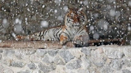 Киевский зоопарк показал, как звери встретили первый снег