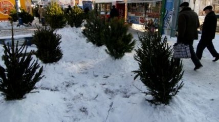 Средняя стоимость елки для украинца - 250 грн